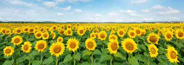 Schöner Sommertag Über Sonnenblumenfeld — Stockfoto