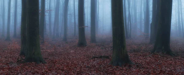 Туманный День Осеннем Лесу — стоковое фото