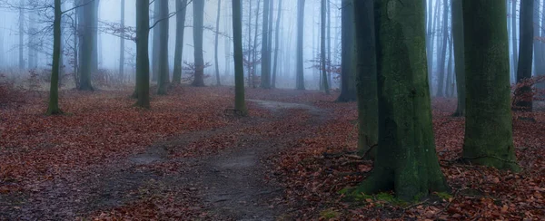 sonbahar ormandaki sisli gün