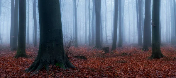 Nebeltag Herbstlichen Wald — Stockfoto
