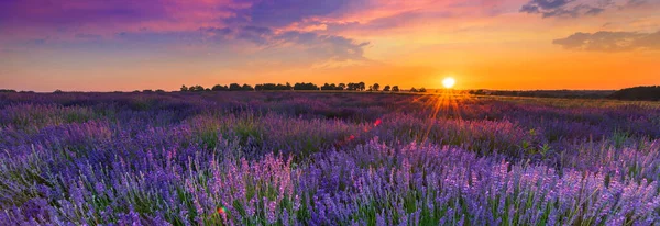 Lavanta tarlasında güzel bir yaz günü. 