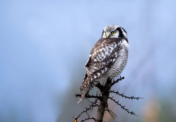 Northern Hawk Owl Surnia Ulula — Stock Photo, Image