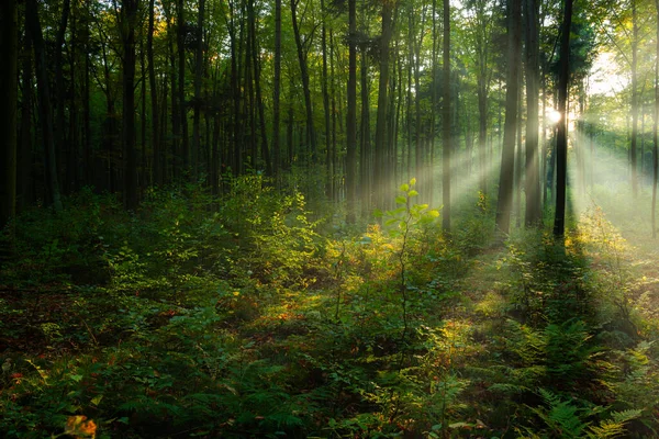Yeşil ormanda güneşli güzel bir sabah