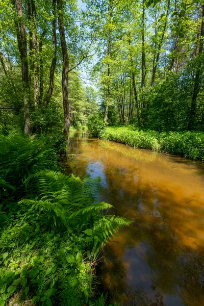 Grüner Wald Und Fluss Frühling — Stockfoto