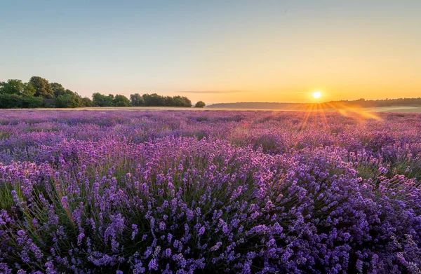 Schöner Sommersonnenuntergang Über Lavendelfeld — Stockfoto