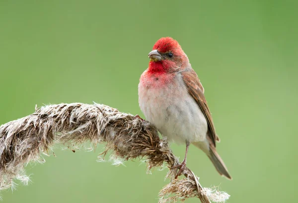 Genel gül ağacı (carpodacus erythrinus) erkek