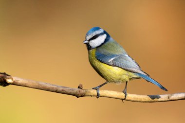 Blue tit ( Cyanistes caeruleus ) close up