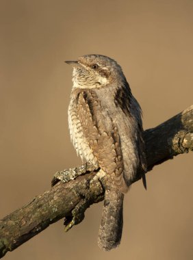 Wryneck (Jynx torquilla) Kapat
