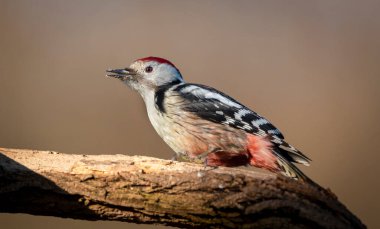 Orta benekli ağaçkakan (Dendrocoptes medius )