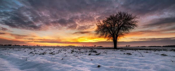 Güzel Kış Günbatımı Yalnız Ağaçla — Stok fotoğraf