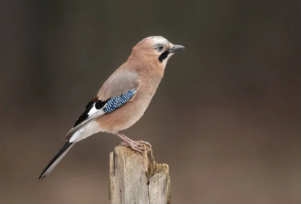 Pták Evropský Garrulus Glandarius — Stock fotografie