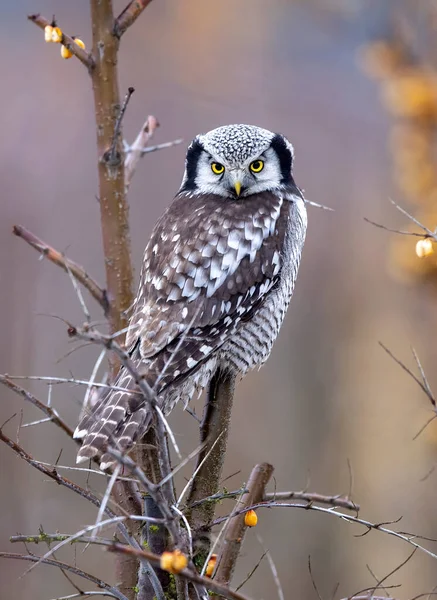 North Hawk Owl Surnia Ulula — стокове фото