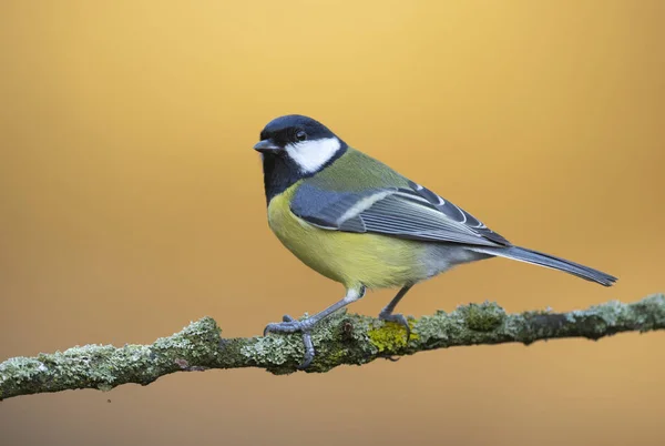 Great Tit Close Paerus Major —  Fotos de Stock