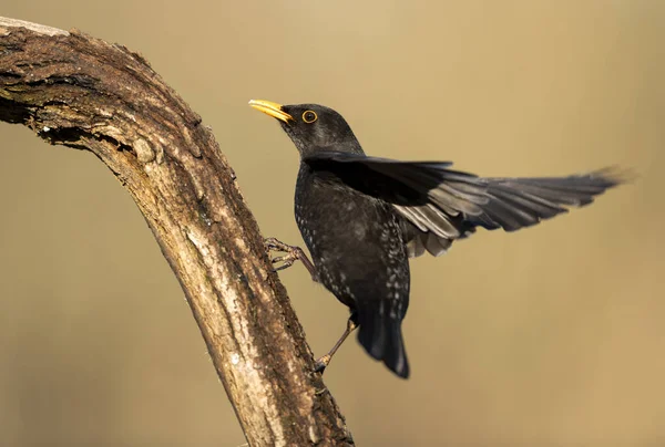 Blackbird Turdus Merula Zavřít — Stock fotografie