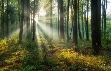 Beautiful sunny morning in the green forest