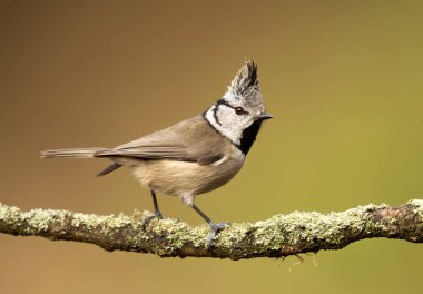 Crested Tit ( Lophophanes cristatus ) close up