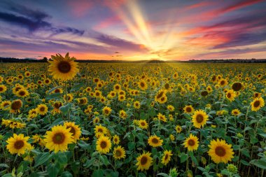 ayçiçekleri alanı üzerinde güzel gün batımı