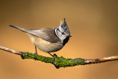 Crested Tit ( Lophophanes cristatus ) close up