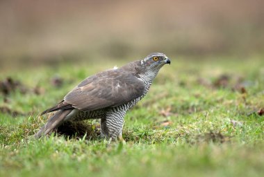 Kuzey atmaca kuşu (Accipiter gentilis )