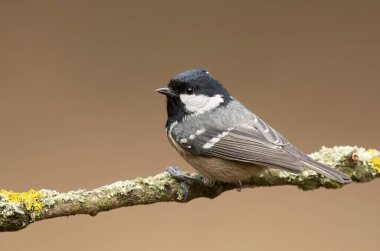 Coal tit ( Periparus ater ) close up