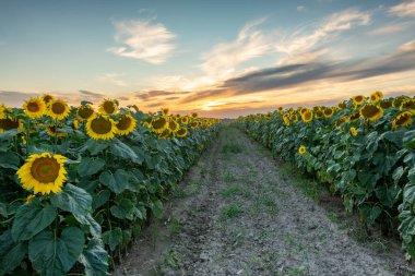 Ayçiçeği tarlasında yaz gününün güzel manzarası