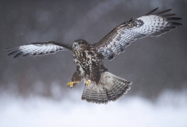 Yaygın akbaba kuşu (Buteo buteo )