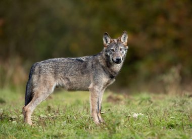 Grey wolf ( Canis lupus ) close up