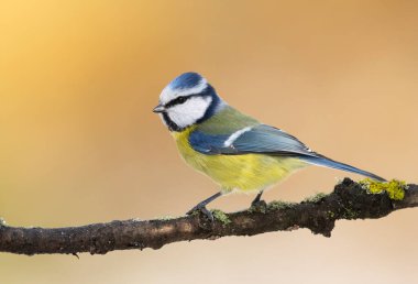 Blue tit ( Cyanistes caeruleus ) close up