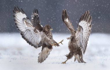 Kış manzarasında yaygın akbabalarla savaşmak (Buteo buteo )