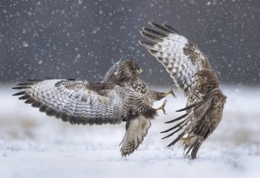 Kış manzarasında yaygın akbabalarla savaşmak (Buteo buteo )