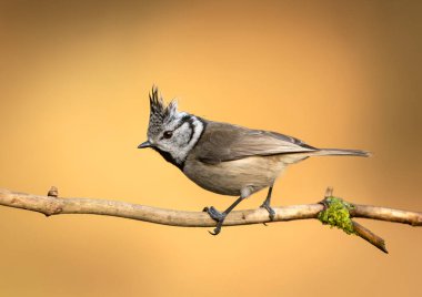 Crested Tit ( Lophophanes cristatus ) close up