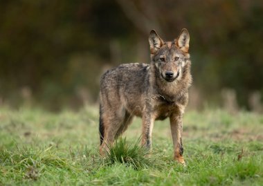 Grey wolf ( Canis lupus ) close up
