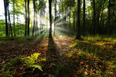Beautiful sunny morning in the green forest