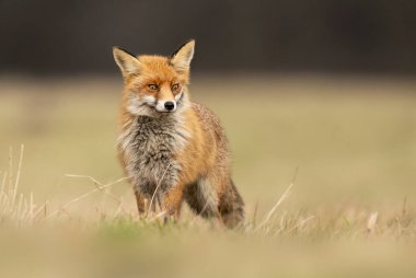 Kızıl Tilki (Vulpes vulpes) Kapat