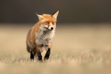 Kızıl Tilki (Vulpes vulpes) Kapat