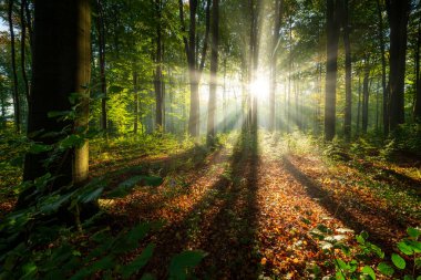 Yeşil ormanda güneşli güzel bir sabah