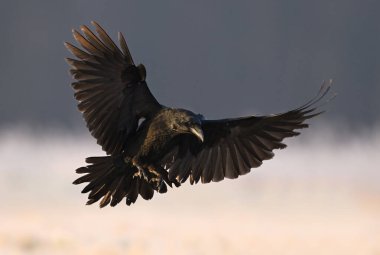 Raven bird ( Corvus corax ) in flight clipart
