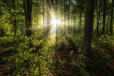 Yeşil ormanda güneşli güzel bir sabah