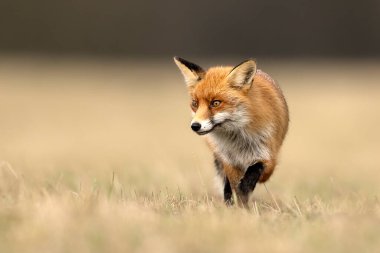 Kızıl Tilki (Vulpes vulpes) Kapat