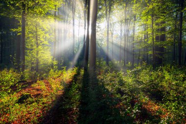 Yeşil ormanda güneşli güzel bir sabah