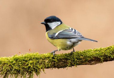Great tit close up ( Paerus major )
