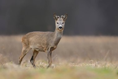 Roe geyiği (Capreolus capreolus) yaklaşın