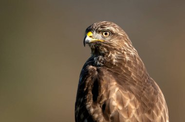 Yaygın akbaba kuşu (Buteo buteo) kapat