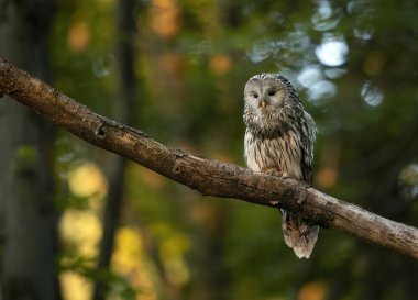 Ural baykuş (Strix uralensis) kapat 