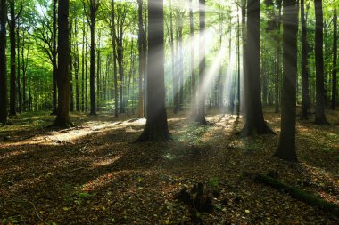 Yeşil ormanda güneşli güzel bir sabah
