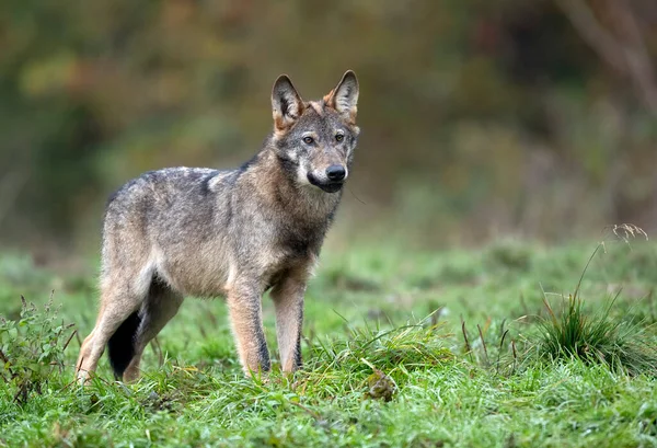 Grey Wolf Canis Lupus Close — Foto de Stock