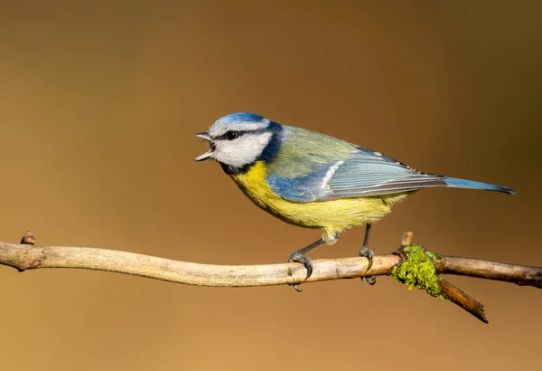 Blue Tit Cyanistes Caeruleus Close — стоковое фото