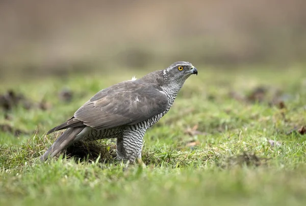 Északi Sólyommadár Accipiter Gentilis — Stock Fotó