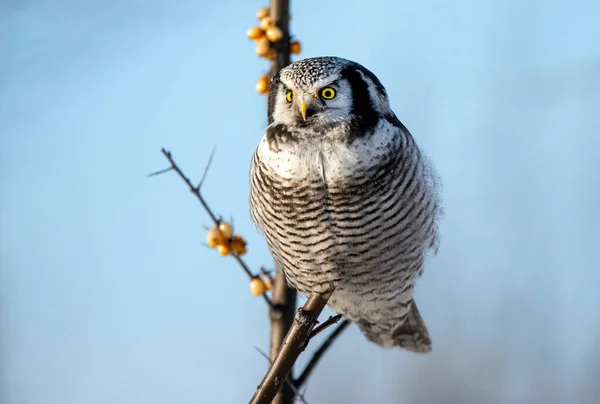 North Hawk Owl Surnia Ulula — стокове фото