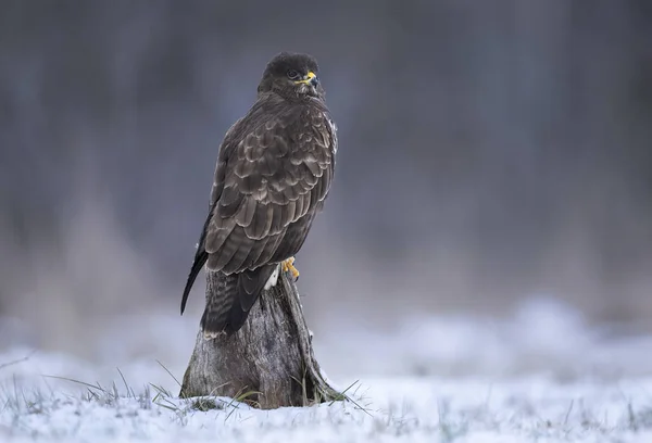 Myszołów Zwyczajny Buteo Buteo — Zdjęcie stockowe